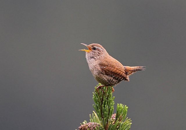 Zaunkönig &copy; Christoph Moning