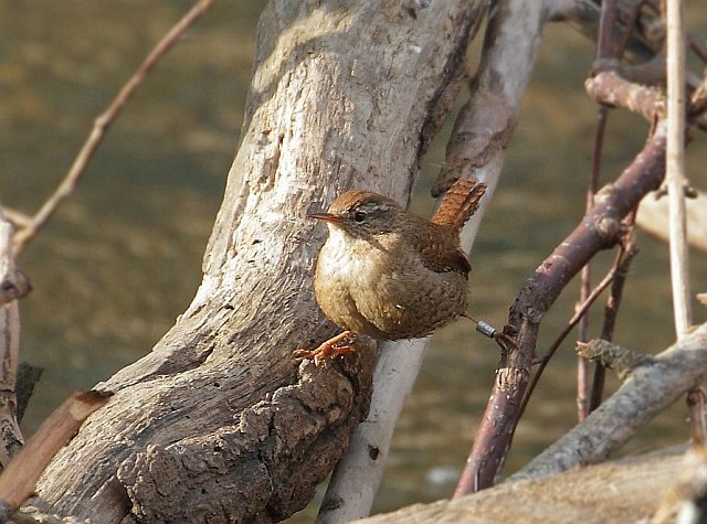 Zaunkönig &copy; Carl-Peter Herbolzheimer