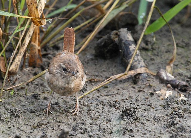 Zaunkönig &copy; Michael Manitz