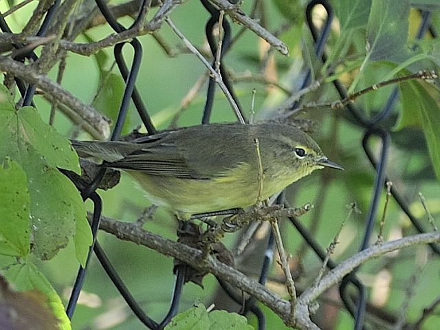 Zilpzalp &copy; Willy Renner