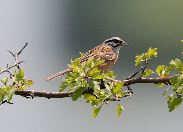 Zippammer &copy; Thomas Langenberg