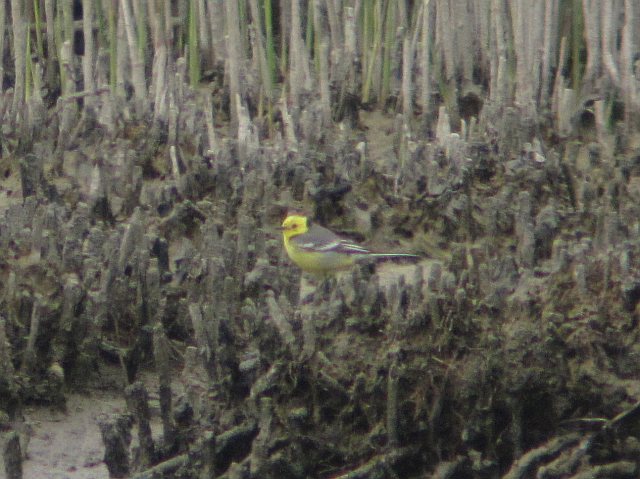 Zitronenstelze &copy; Kirsten Krätzel