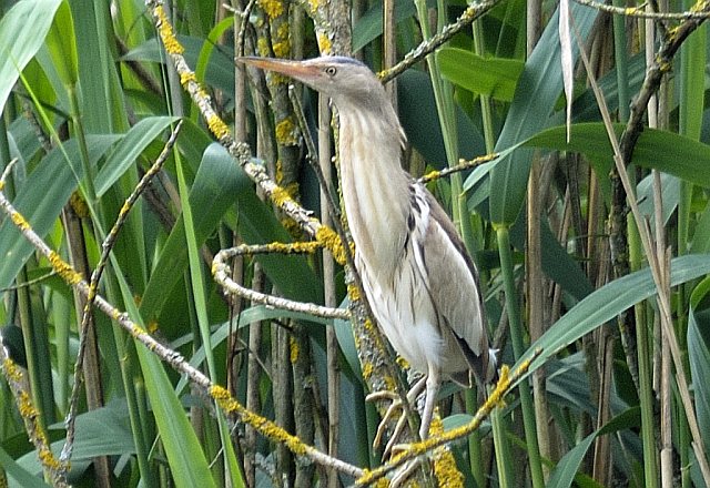 Zwergdommel &copy; Friedrich Renner