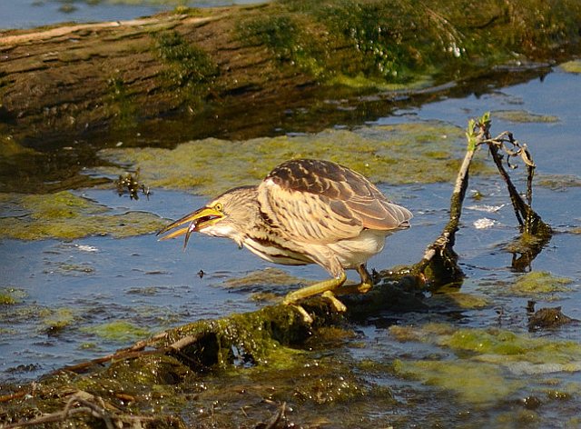 Zwergdommel &copy; Johann Zimmermann