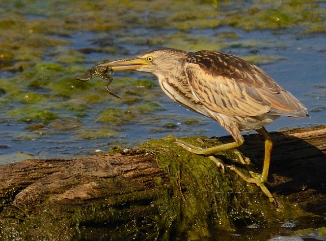 Zwergdommel &copy; Johann Zimmermann