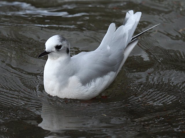 Zwergmöwe &copy; Christian Haass