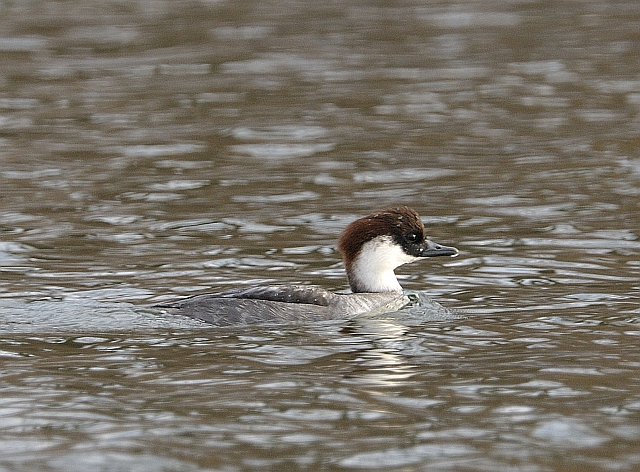 Zwergsäger &copy; Erich Pöhmerer
