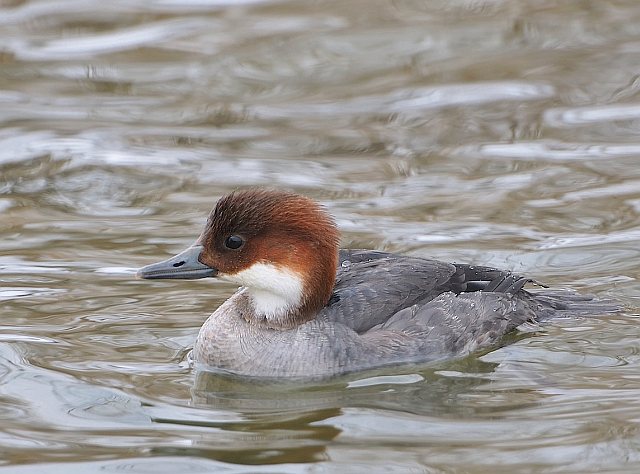 Zwergsäger &copy; Erich Pöhmerer