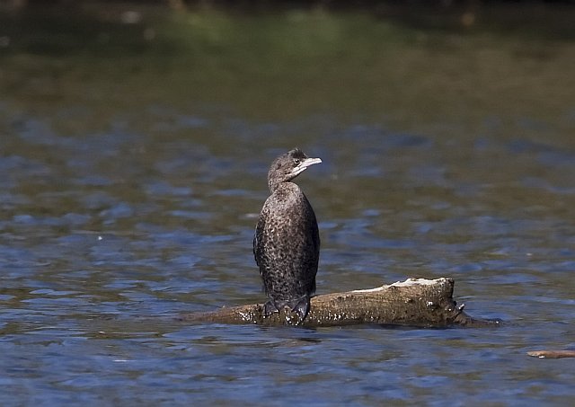 Zwergscharbe &copy; Jörg Langenberg