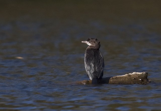 Zwergscharbe &copy; Jörg Langenberg