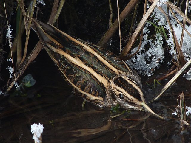 Zwergschnepfe &copy; Knut Höltke