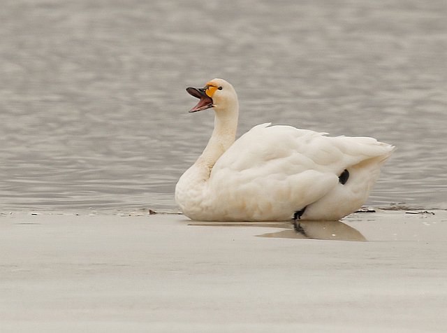 Zwergschwan &copy; Michael Manitz