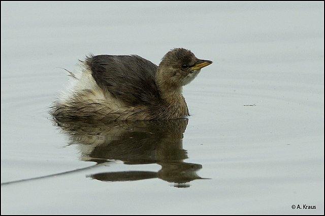 Zwergtaucher &copy; Alexander Kraus