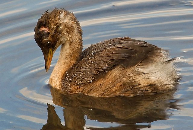 Zwergtaucher &copy; Michael Manitz