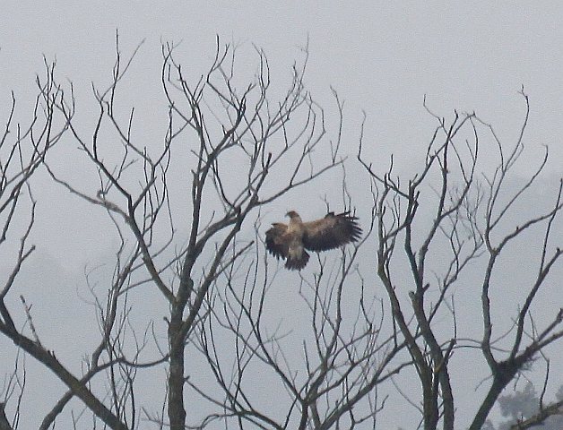 Adler, Artbestimmung unklar. © Christian Haass