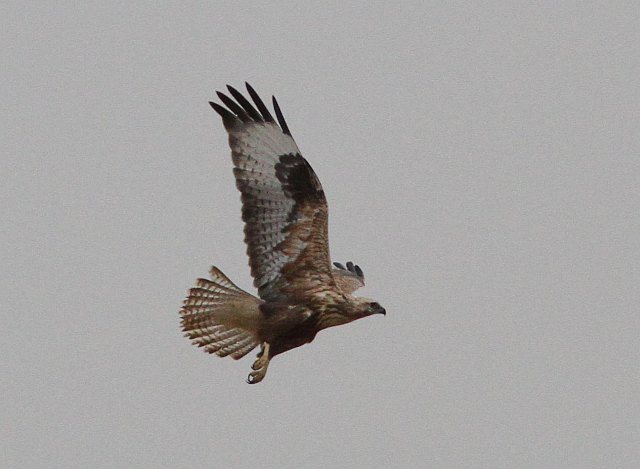 Adlerbussard &copy; Kirsten Krätzel