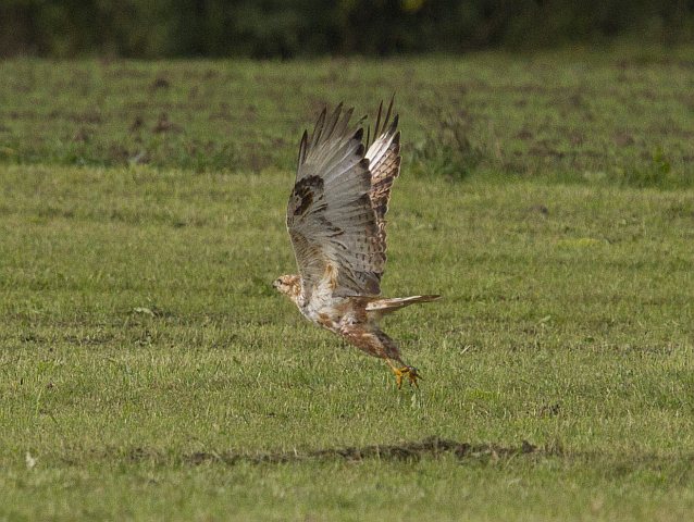 Adlerbussard © Jörg Langenberg