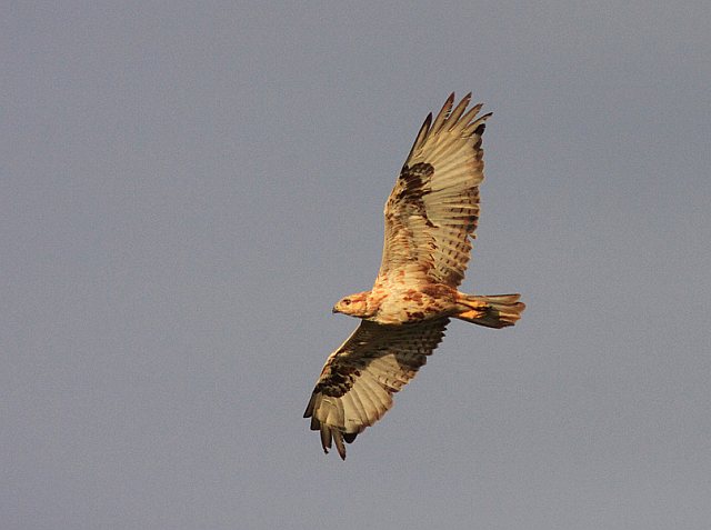 Adlerbussard &copy; Stefan Masur