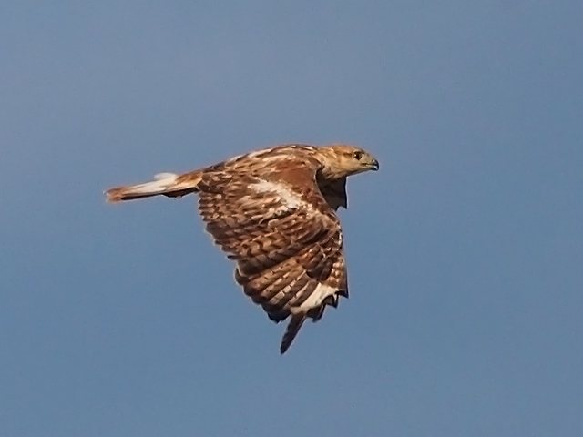 Adlerbussard &copy; Franz Fischer