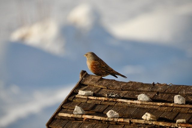 Alpenbraunelle &copy; Elisabeth Aufschnaiter