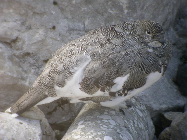 Alpenschneehuhn &copy; Norbert Grimbacher