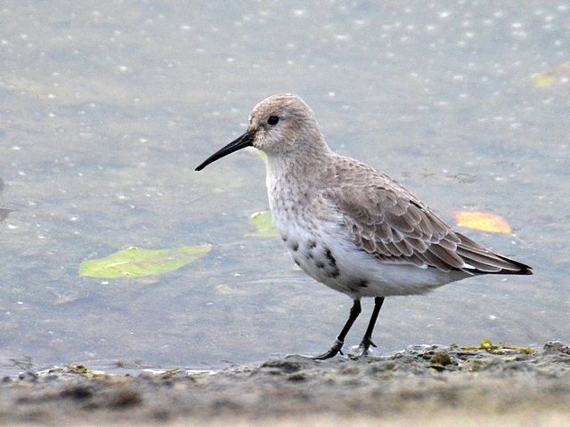 Alpenstrandläufer &copy; Stefan Tewinkel