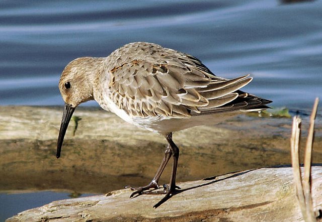 Alpenstrandläufer &copy; H.-Dieter Naundorf