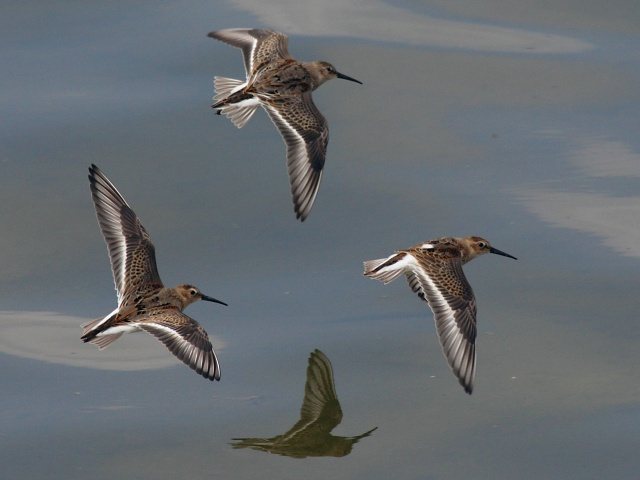 Alpenstrandläufer &copy; Robert Gerigk