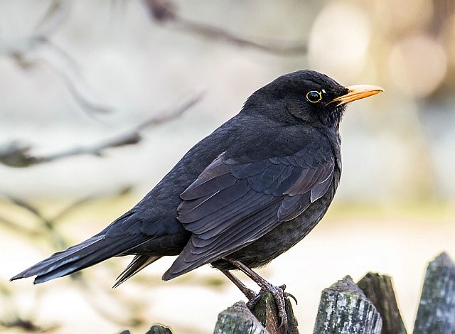 Amsel &copy; Carl-Peter Herbolzheimer