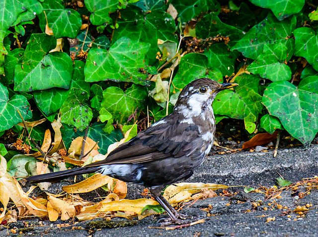 Amsel © Friedrich Renner