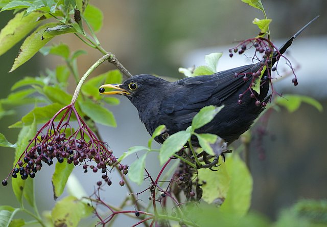 Amsel &copy; Otmar Forster