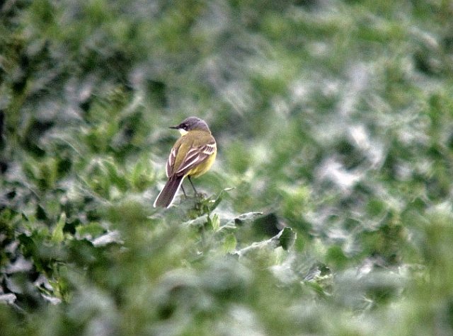 Aschkopf-Schafstelze &copy; Susanne Rieck
