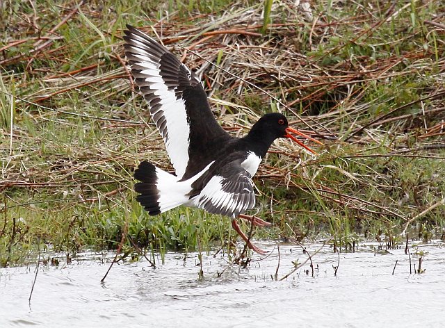 Austernfischer &copy; Christian Haass