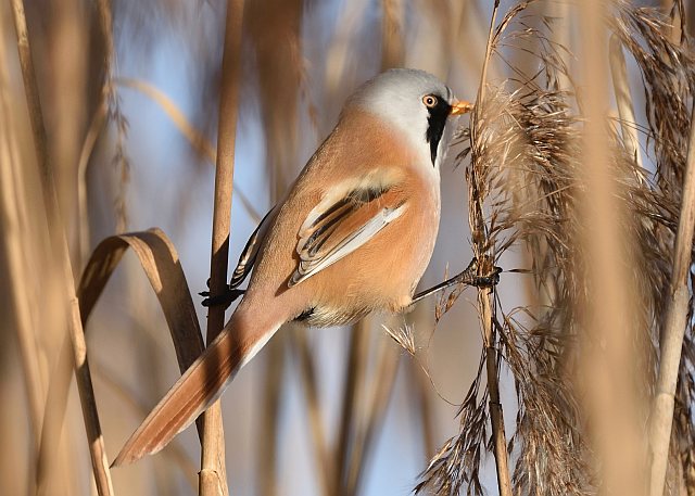 Bartmeise &copy; Peter Ginzinger