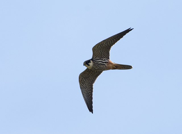 Baumfalke &copy; Michael Metzger