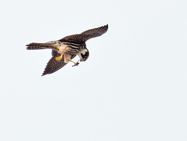 Baumfalke &copy; Johannes Sänze