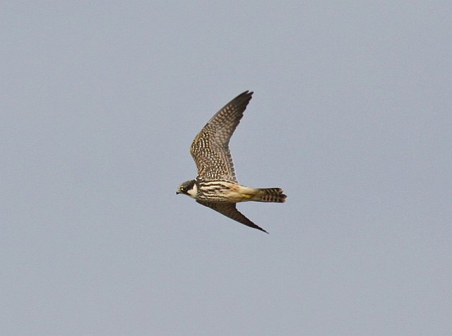 Baumfalke &copy; Christian Haass