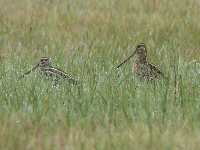 Bekassine &copy; Knut Höltke
