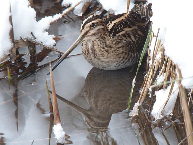 Bekassine &copy; Knut Höltke