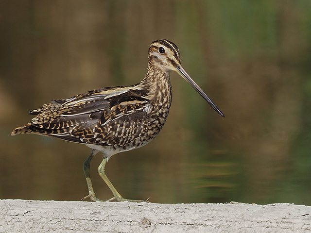 Bekassine &copy; Franz Fischer