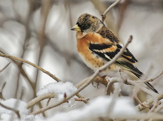 Bergfink &copy; Michael Manitz