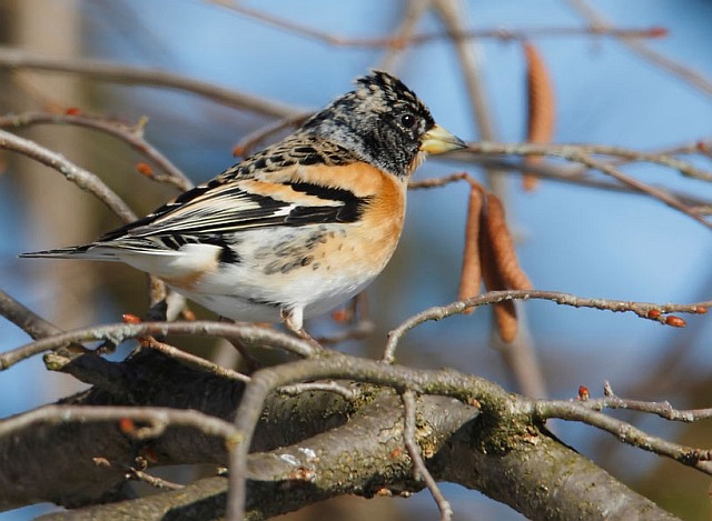 Bergfink &copy; Michael Manitz