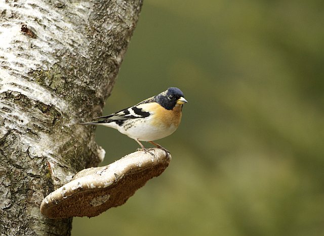 Bergfink &copy; Otmar Forster