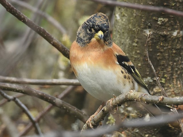 Bergfink &copy; Peter Ginzinger