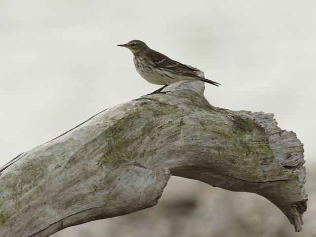 Bergpieper &copy; Arnold Schuchter