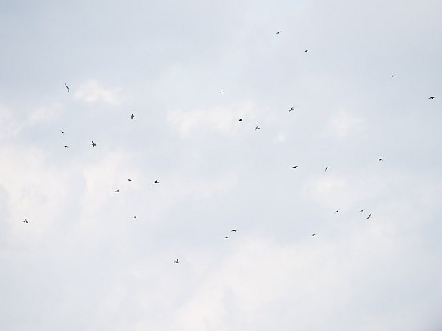 Bienenfresser &copy; Jörg Langenberg