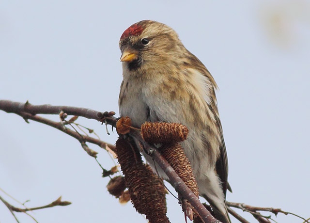 Birkenzeisig &copy; Markus Dähne