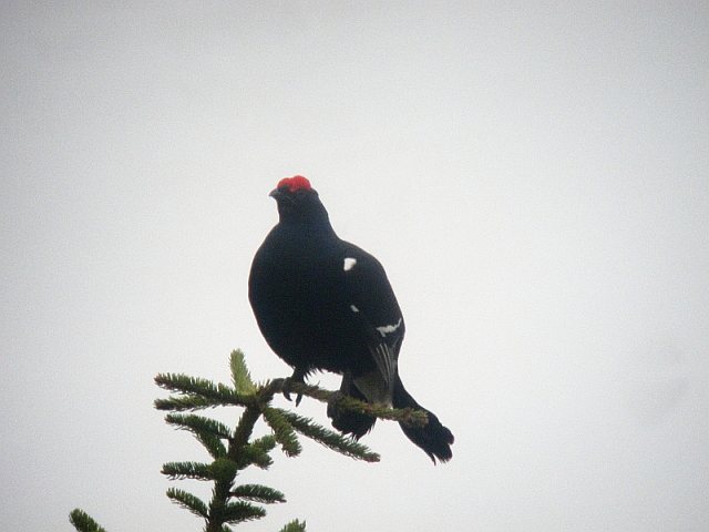 Birkhuhn &copy; Susanne Rieck