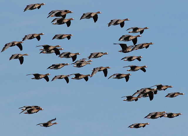 Blässgans &copy; Michael Manitz