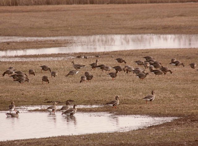 Blässgans &copy; Winfried Erlwein